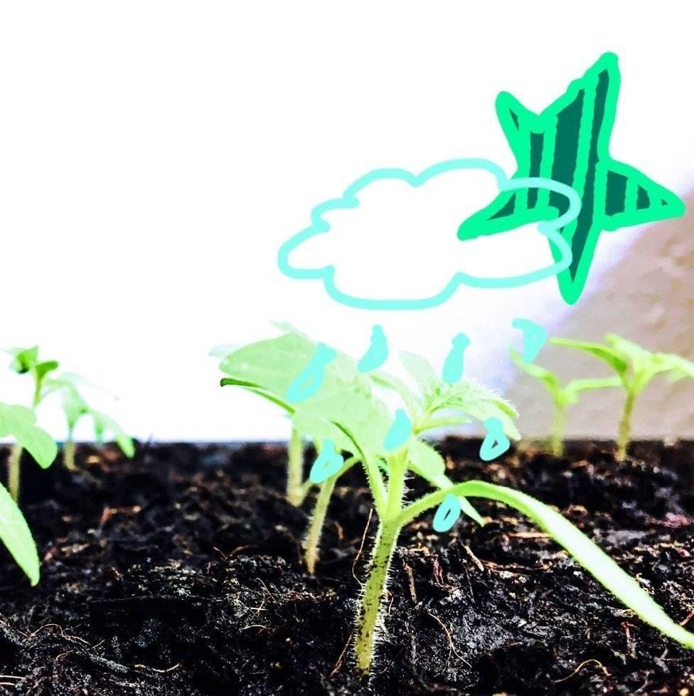 Aussaat & Keimung: Wie aus Saatgut neue Pflanzen entstehen | Botanicly-Botanicly