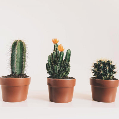 Tips voor het verzorgen van cactussen
