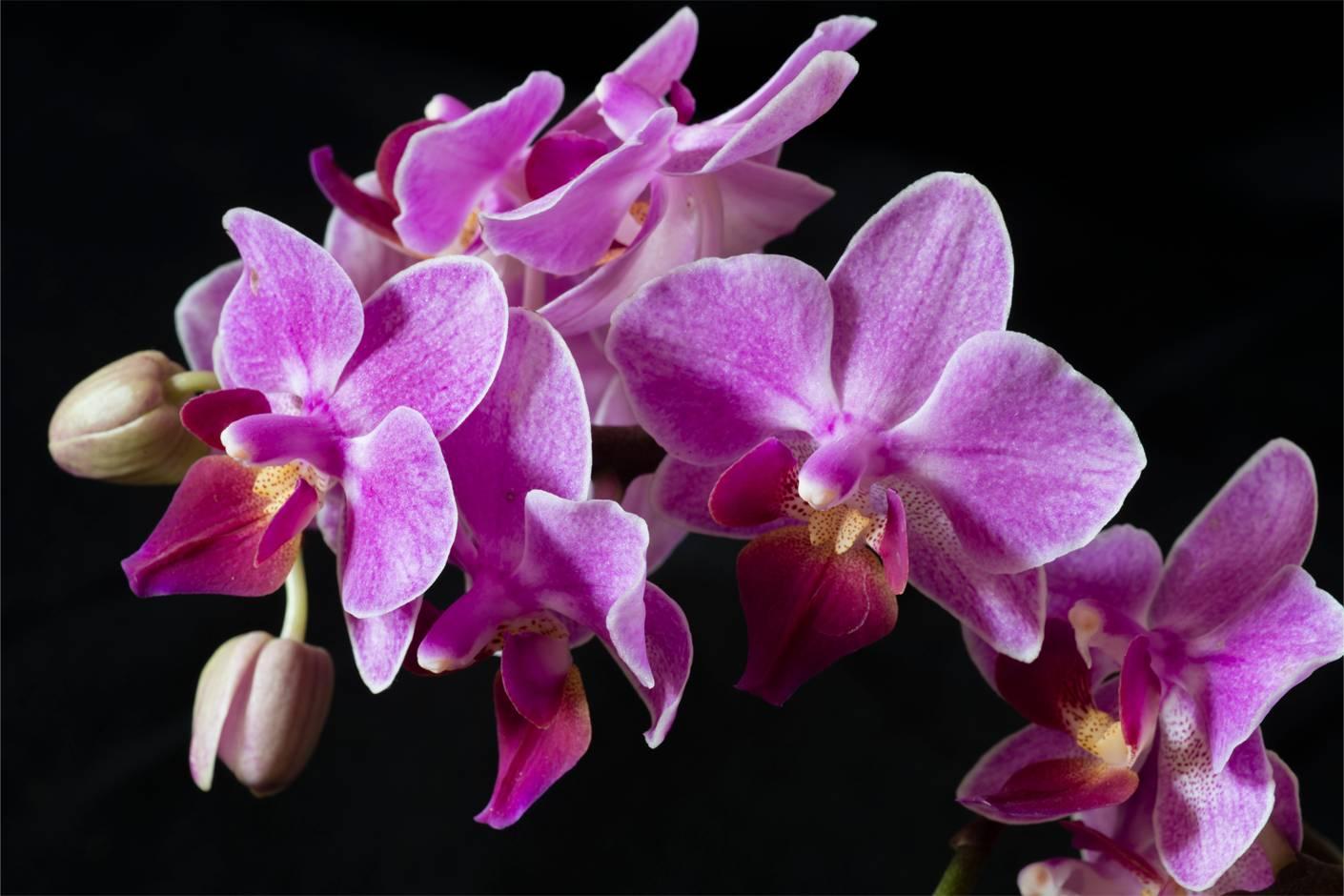 Die korrekte Orchideenpflege-Botanicly
