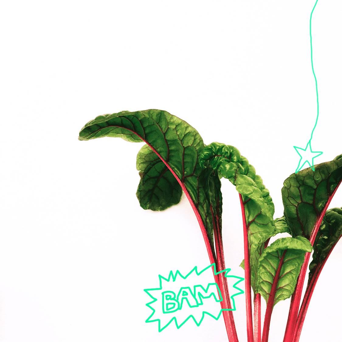 Mangold: Gesundes Gemüse für den Balkon-Botanicly