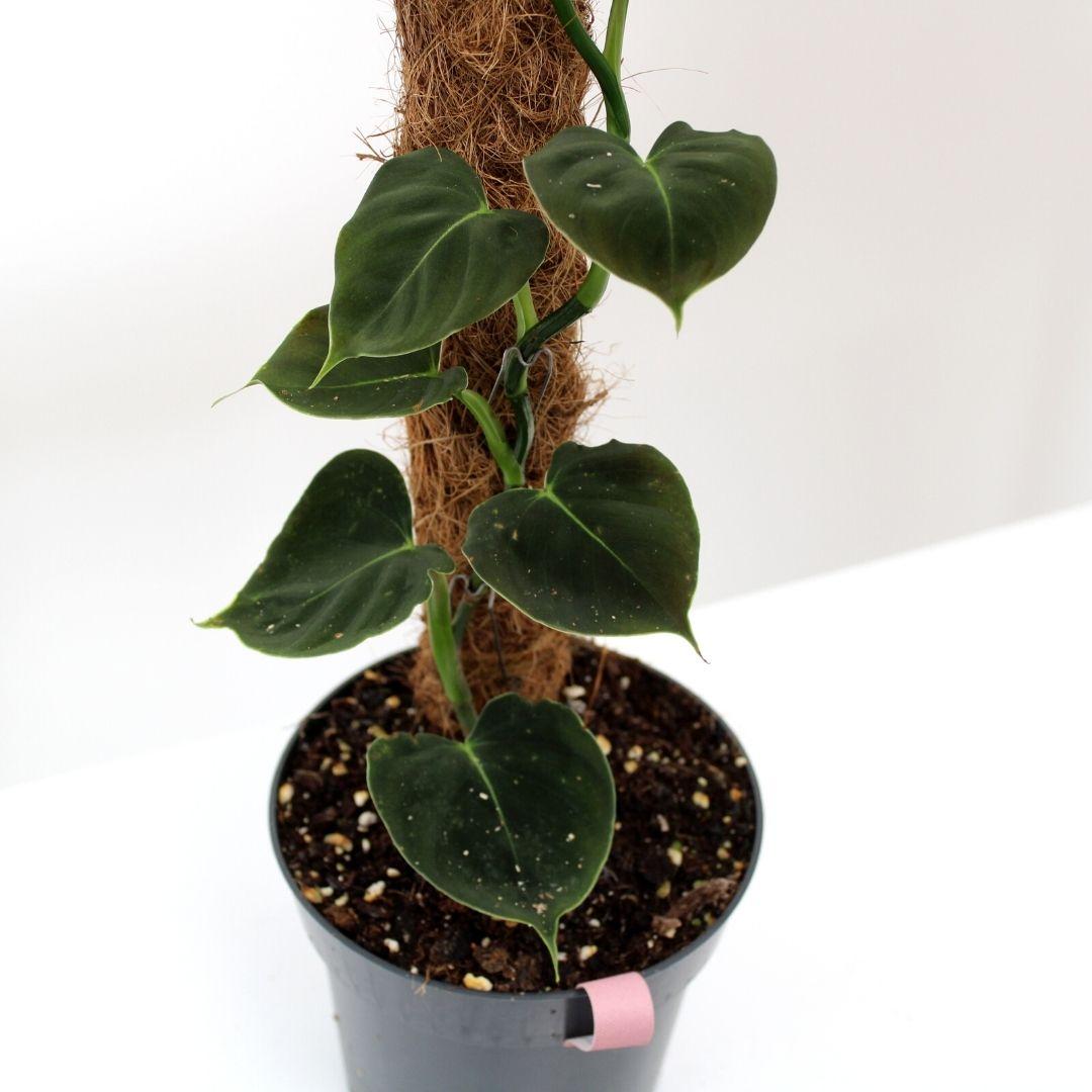 Philodendron Verzorgingstips-Botanicly