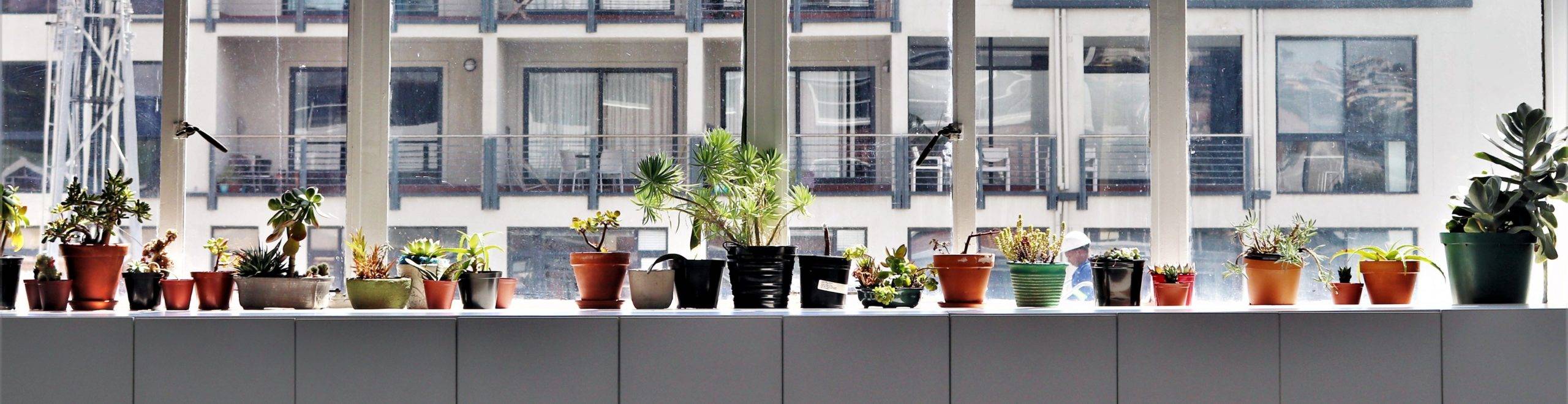 Zimmerpflanzen kaufen: Hierauf solltest Du achten-Botanicly
