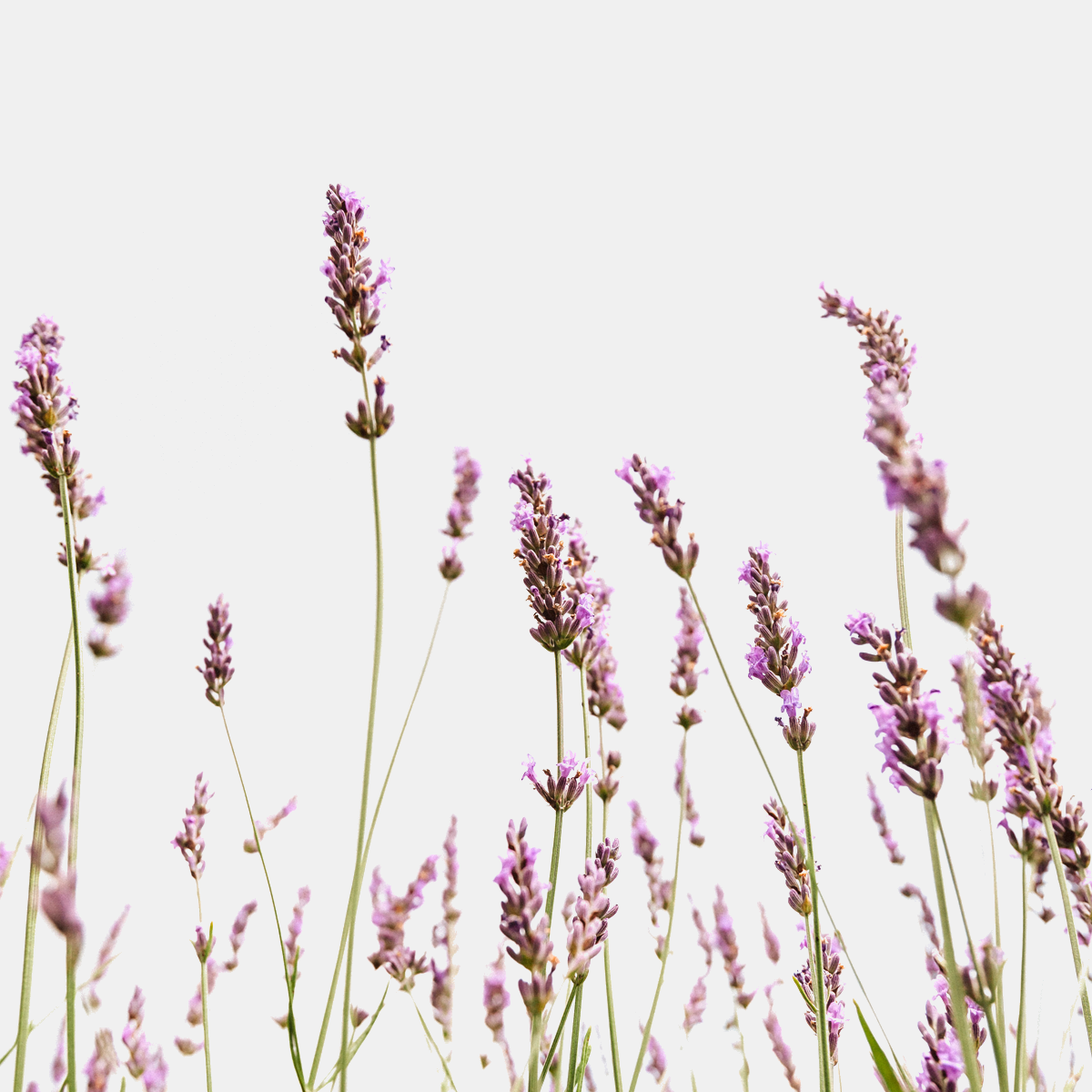 Lavendel-Botanicly