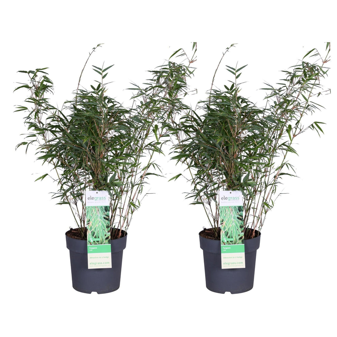 2x - Fargesia rufa - ↨80cm - Ø23-Plant-Botanicly