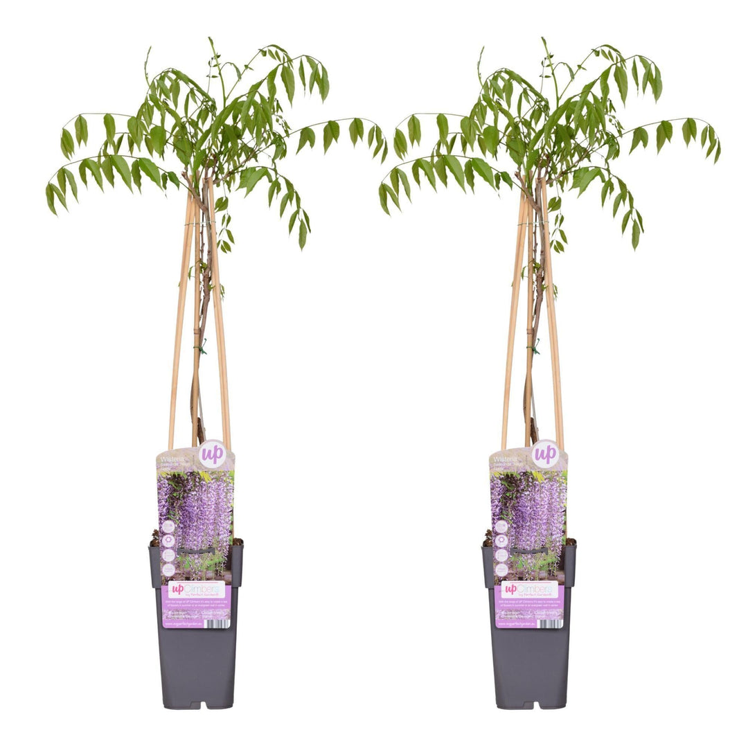 2x - Wisteria floribunda 'Naga Noda' - ↨65cm - Ø15-Plant-Botanicly