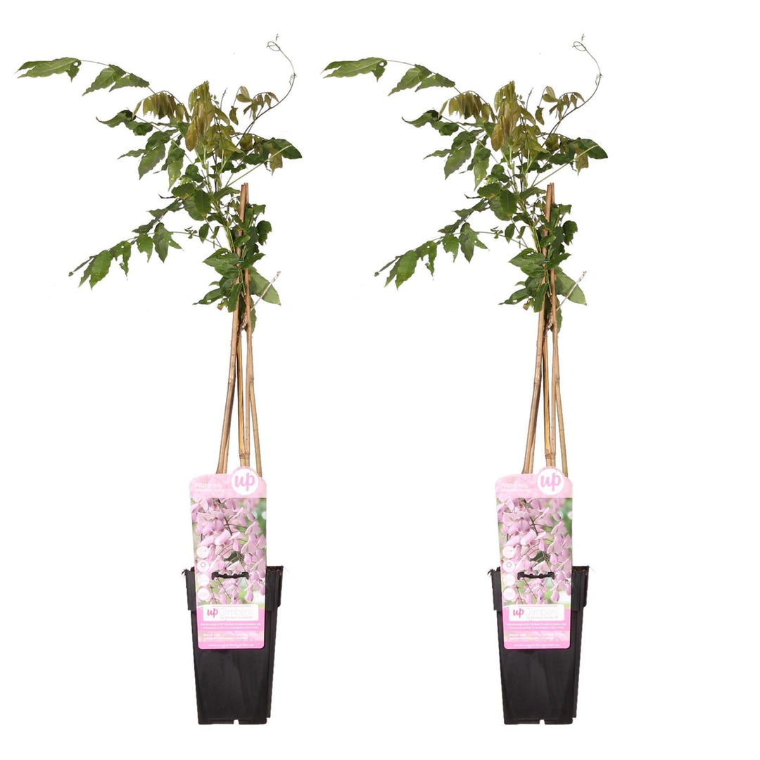2x - Wisteria floribunda 'Rosea' - ↨65cm - Ø15-Plant-Botanicly