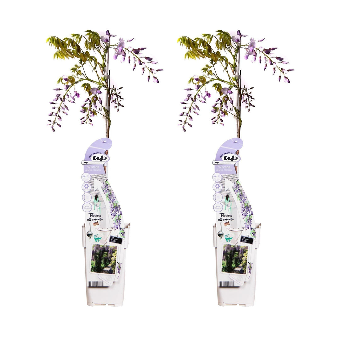 2x - Wisteria sinensis 'Caroline' - ↨65cm - Ø15-Plant-Botanicly