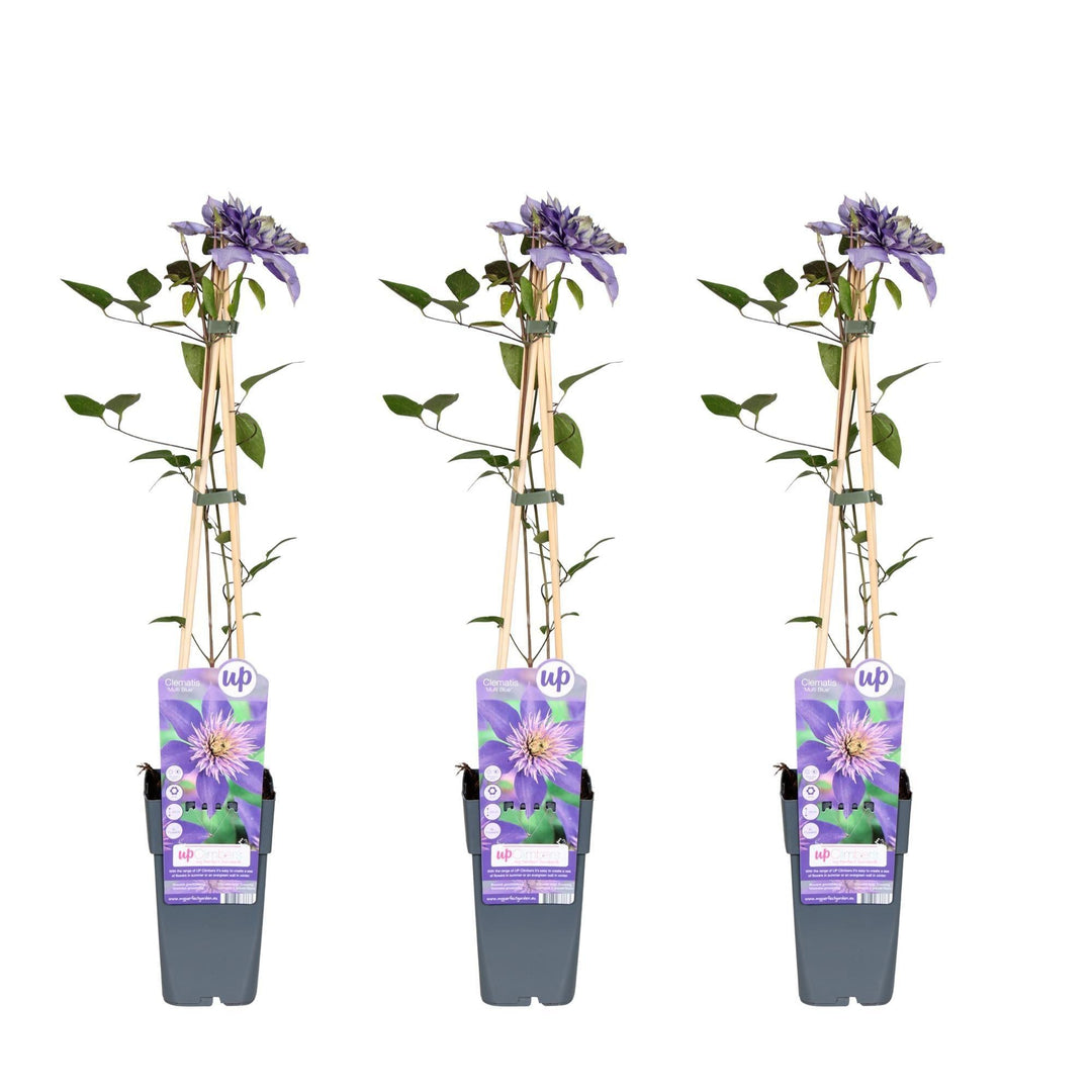 3x - Clematis Multi Blue - ↨65cm - Ø15-Plant-Botanicly