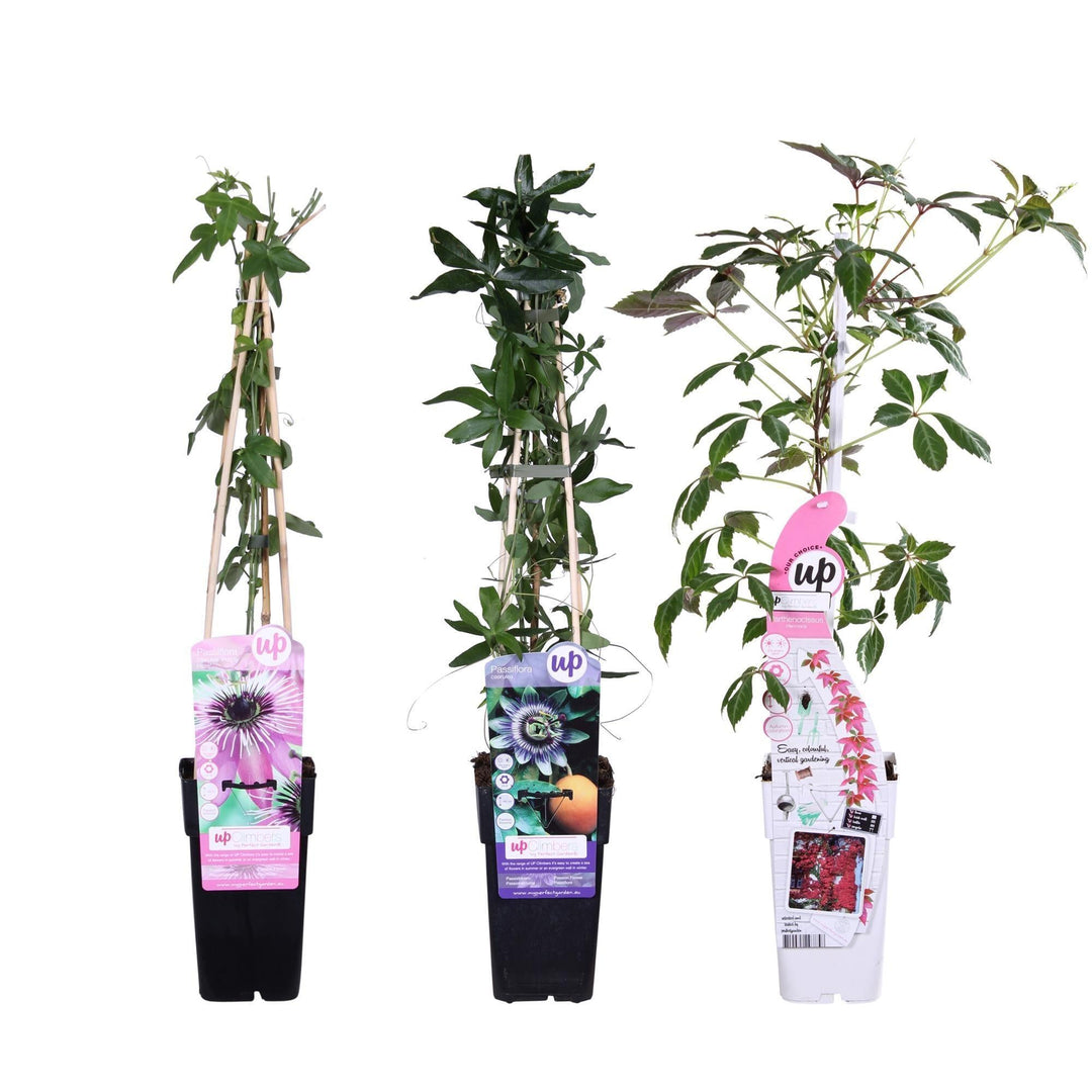 3x - Passiflora mix - ↨65cm - Ø15-Plant-Botanicly