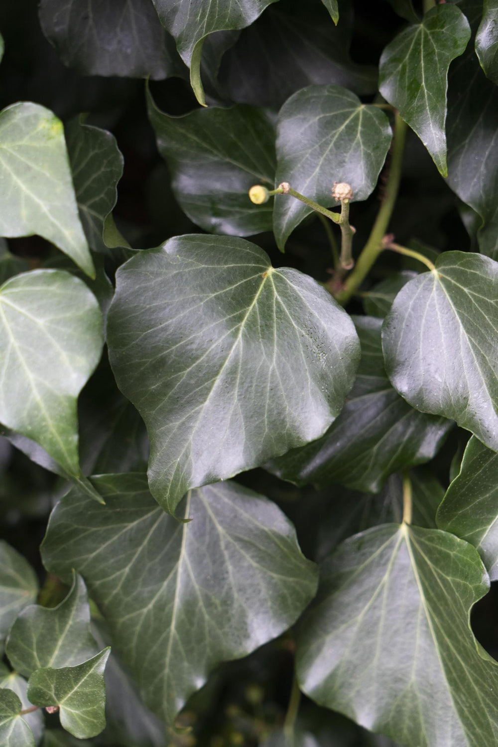 4x - Hedera hibernica - ↨65cm - Ø15-Plant-Botanicly