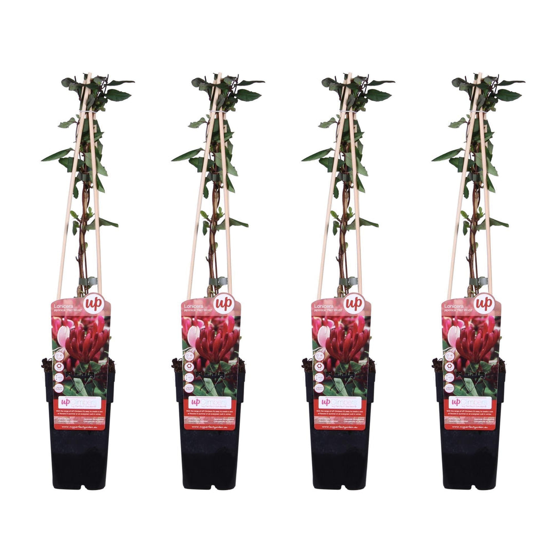 4x - Lonicera japonica 'Red World' - ↨65cm - Ø15-Plant-Botanicly