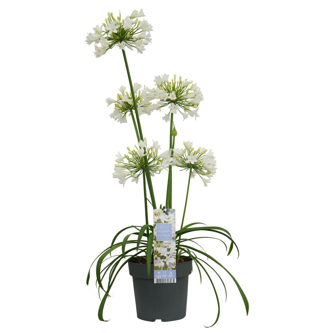Agapanthus 'Ever White' - ↨30cm - Ø19-Plant-Botanicly