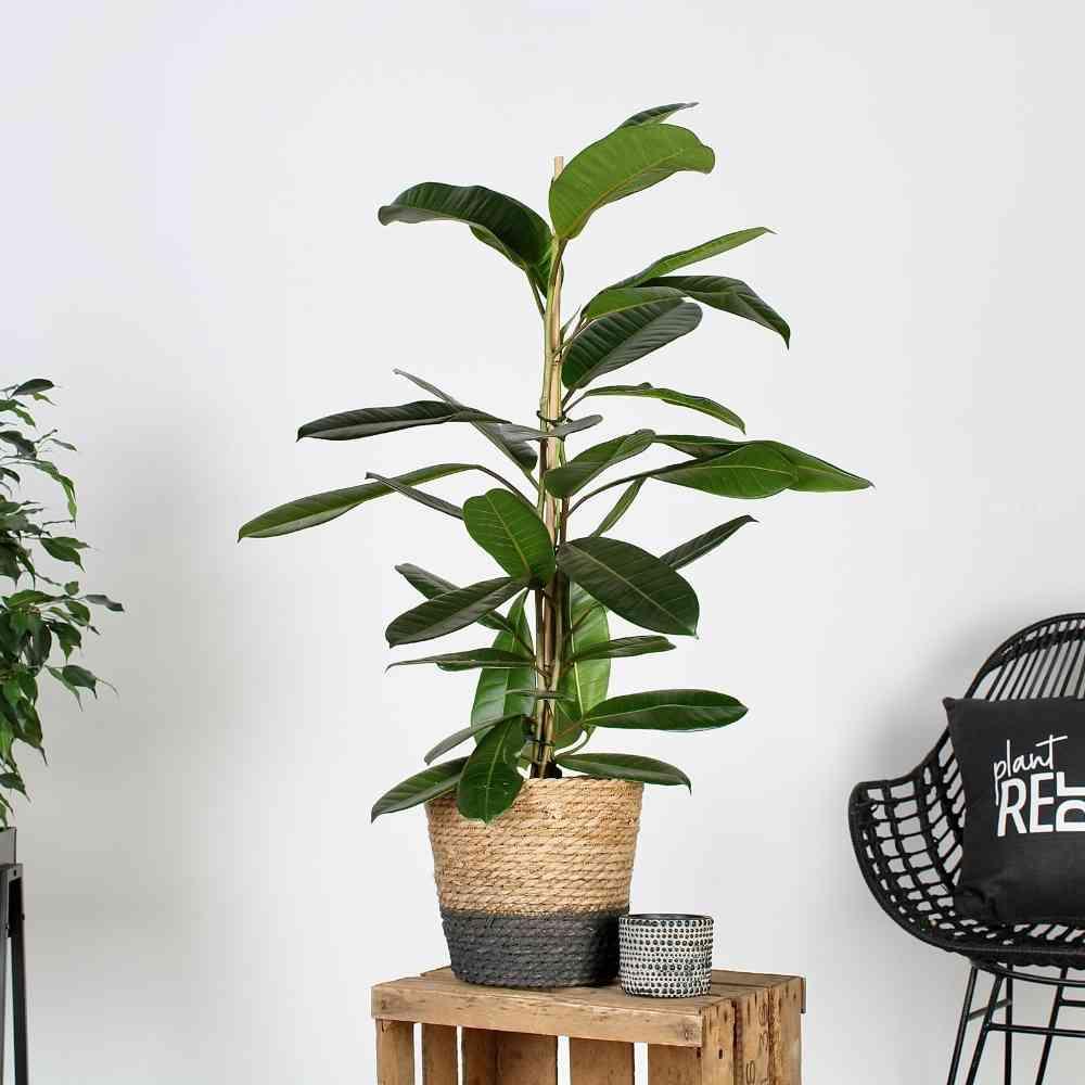 Ambitious Rebel (Ficus america Tresor) - Nachhaltige Zimmerpflanzen kaufen Botanicly Foto 2