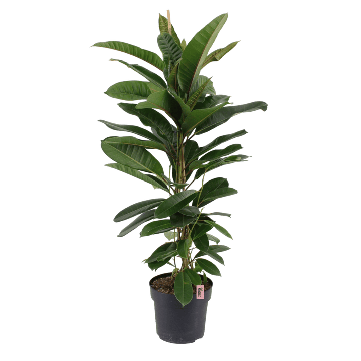 Ambitious Rebel (Ficus america Tresor) - Nachhaltige Zimmerpflanzen kaufen Botanicly Foto 1