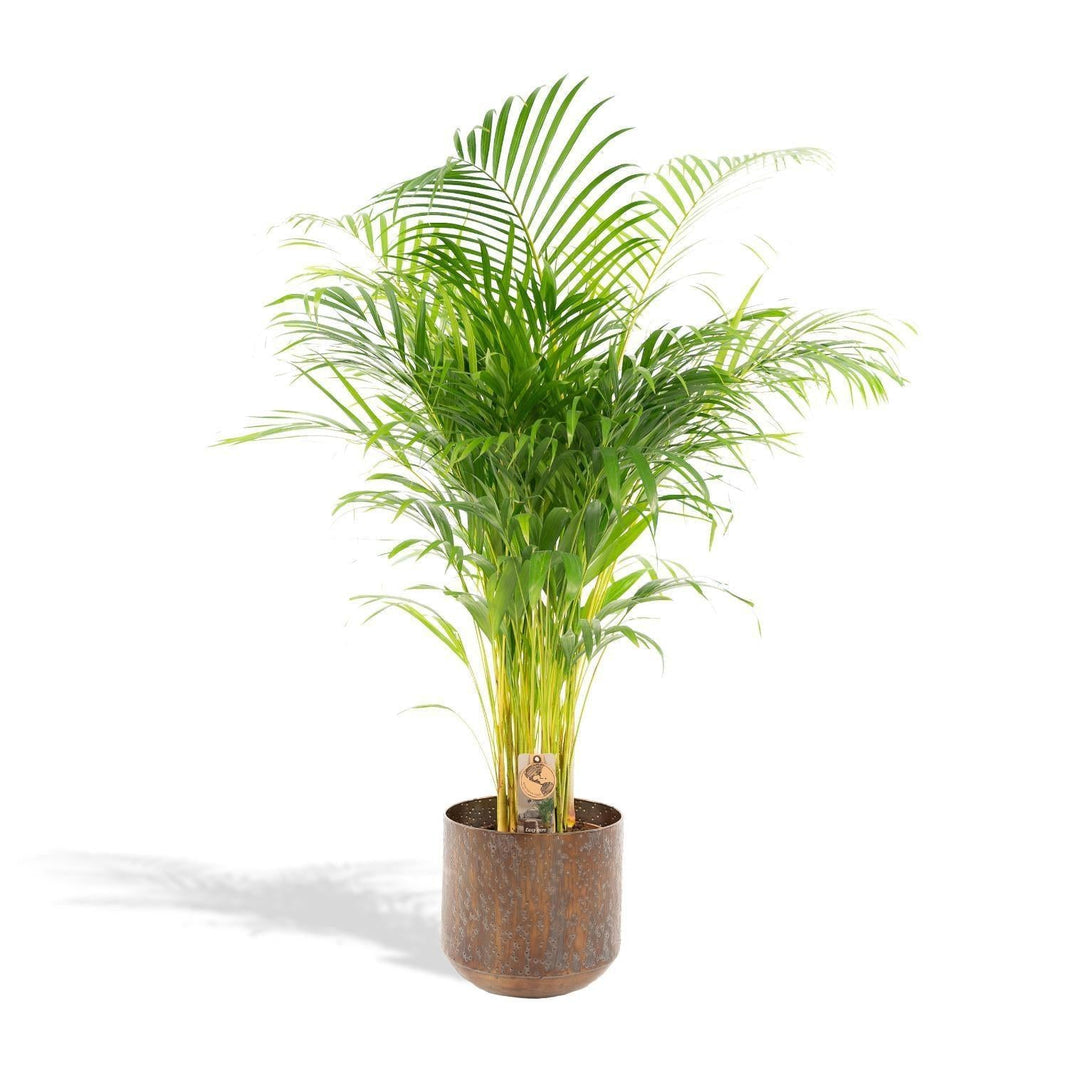 Areca-Palme mit Topf - ↨130cm - Ø24cm-Plant-Botanicly