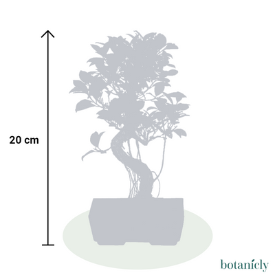 Bakari der Bonsai-Topfpflanzen-Botanicly