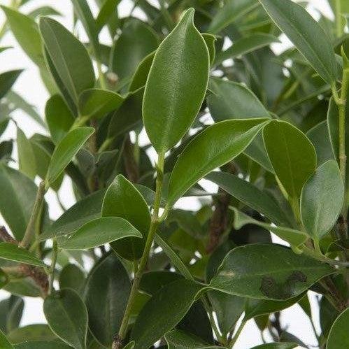 Balbur der Bonsai - Starter Set-Topfpflanzen-Botanicly