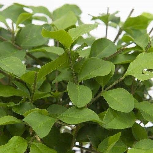 Barak der Bonsai-Topfpflanzen-Botanicly