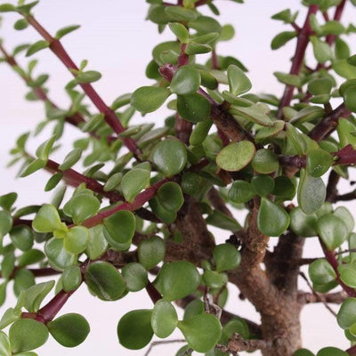 Barak der Bonsai-Topfpflanzen-Botanicly
