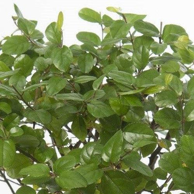 Barloc der Bonsai-Topfpflanzen-Botanicly