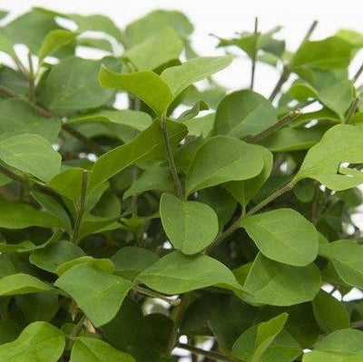 Barloc der Bonsai-Topfpflanzen-Botanicly