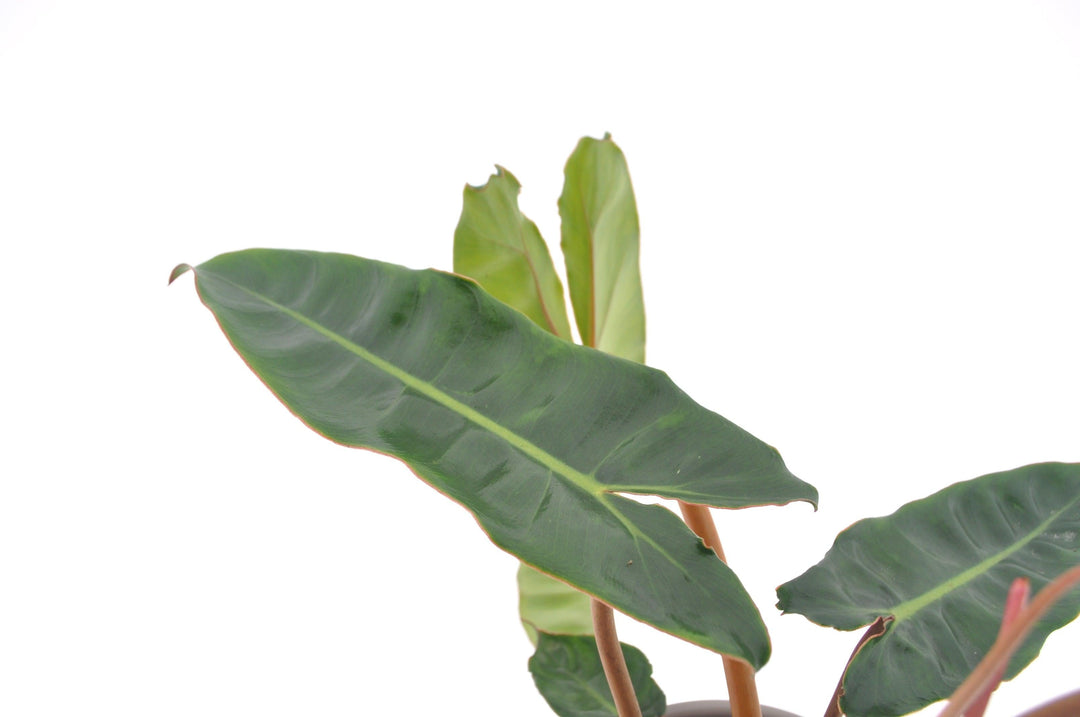 Baumfreund (Philodendron Bilietiae) - Nachhaltige Zimmerpflanzen kaufen Botanicly Foto 2
