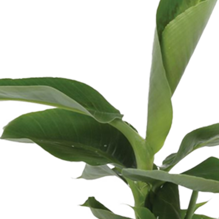 Bananenpflanze (Musa Tropicana) - Nachhaltige Zimmerpflanzen kaufen Botanicly Foto 3