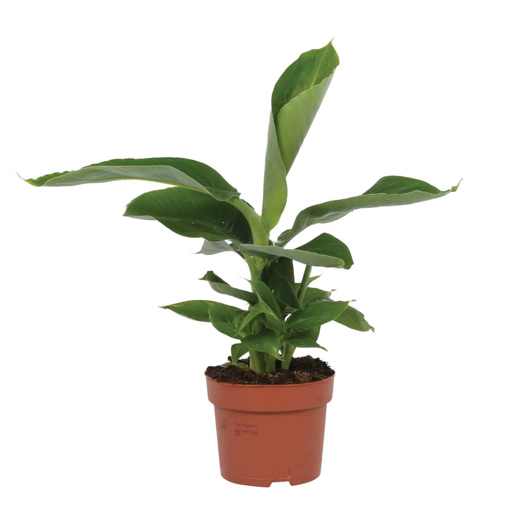 Bananenpflanze (Musa Tropicana) - Nachhaltige Zimmerpflanzen kaufen Botanicly Foto 1