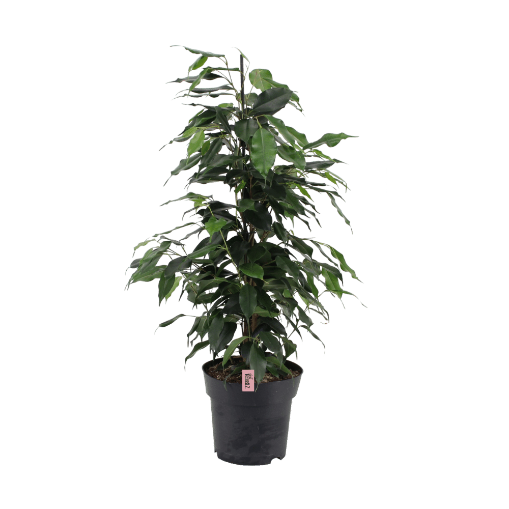 Brutal Rebel (Ficus Benjamina Danielle) - Nachhaltige Zimmerpflanzen kaufen Botanicly Foto 1