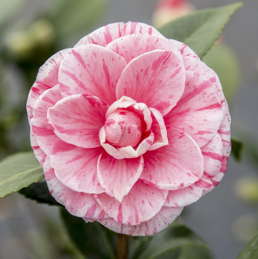 Camellia jap. 'Bonomiana' - ↨65cm - Ø19cm-Plant-Botanicly