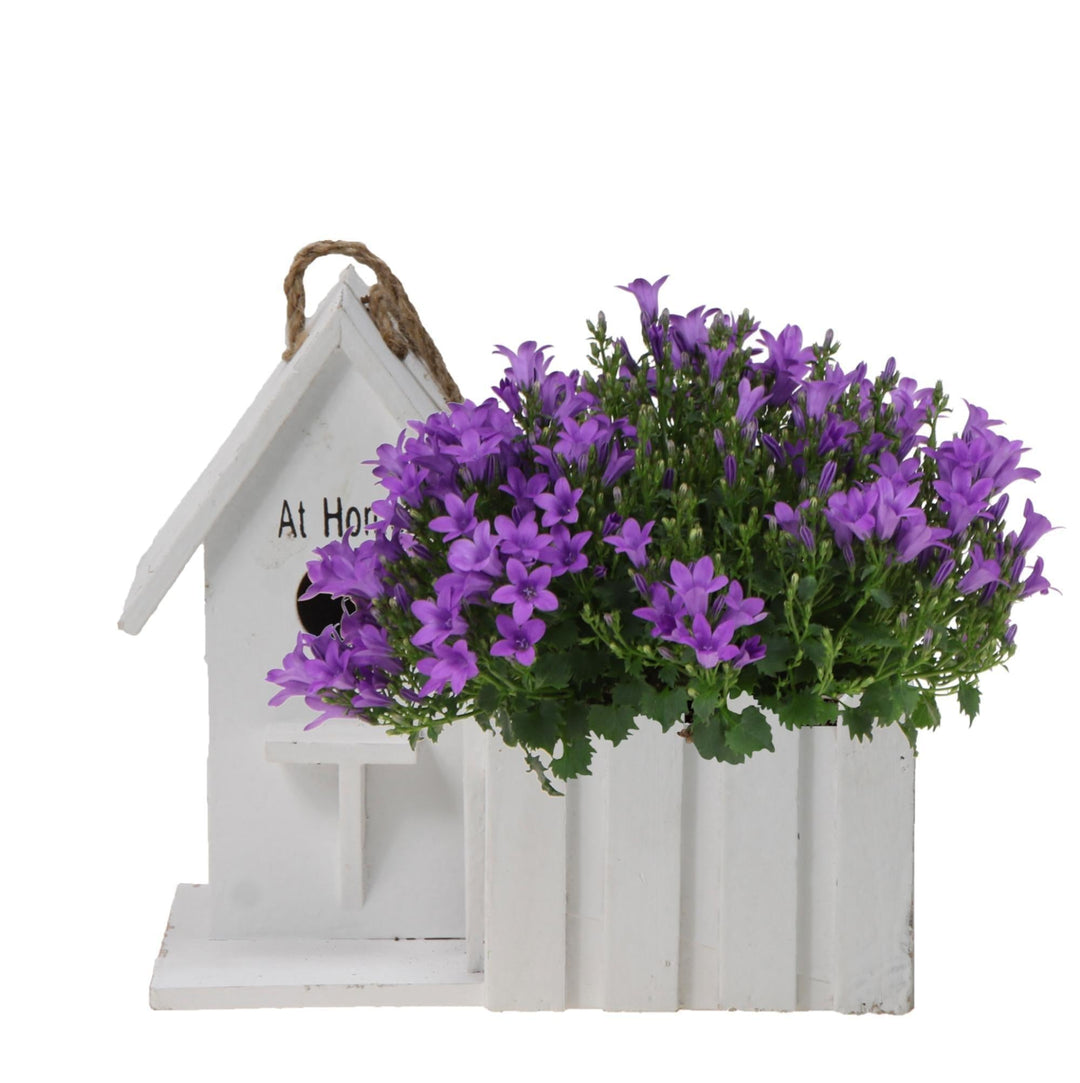 Campanula Addenda Ambella Intense | Glockenblume lila im Holztopf / Vogelhaus - Topfgröße 12cm - mehrjährig - winterhart-Plant-Botanicly