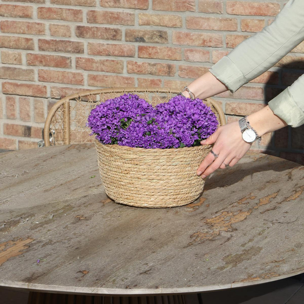 Campanula Addenda Ambella Intense purple - Weidenschale mit Campanula mit Bewässerungssystem - 3 Stück - Glockenblume lila - Topfgröße 12cm - indoor & outdoor-Plant-Botanicly