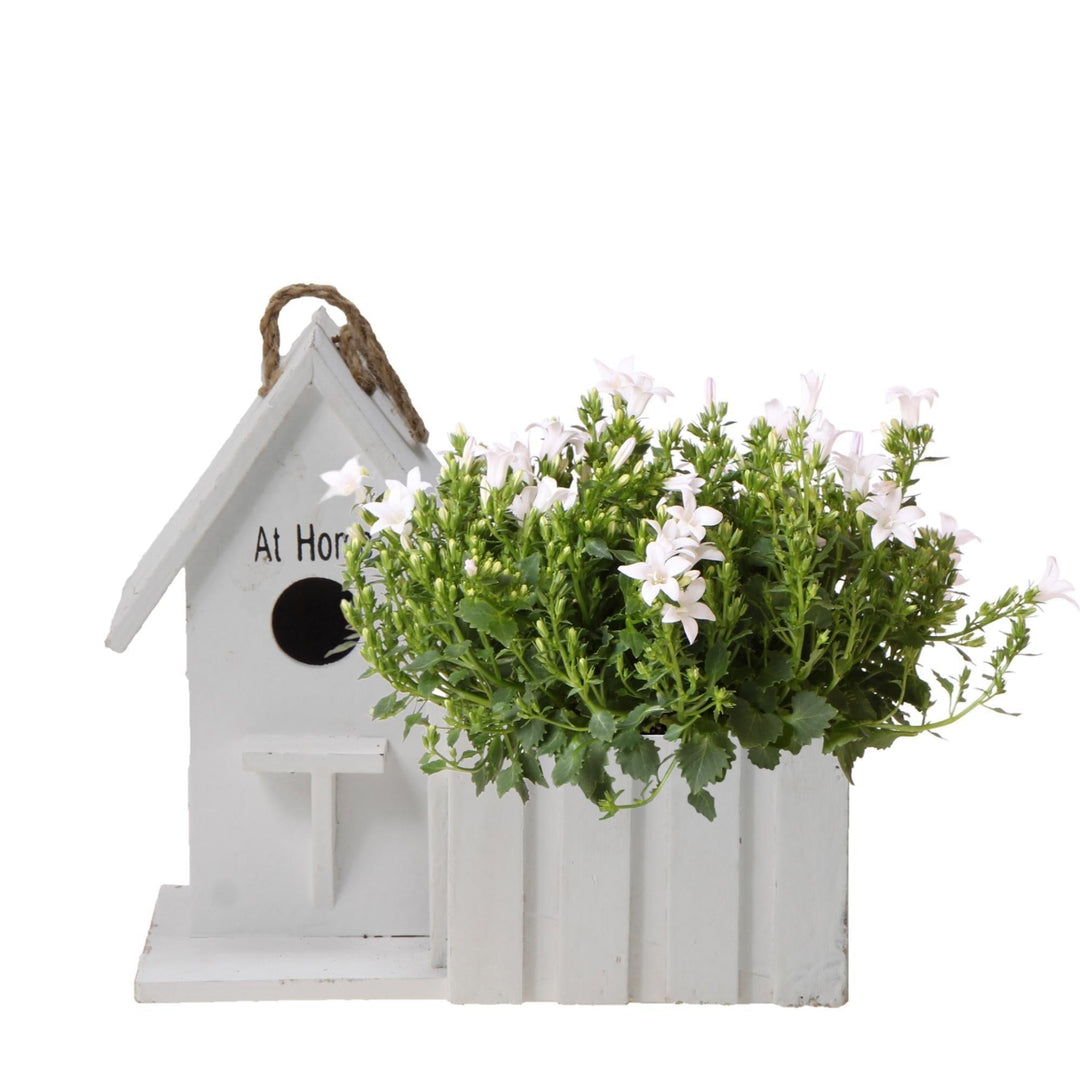 Campanula Addenda Ambella weiß | Glockenblume weiß im Ziertopf / Vogelhaus aus Holz - Topfgröße 12cm - mehrjährig - winterhart-Plant-Botanicly
