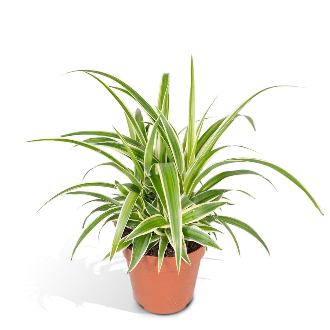 Chlorophytum - 25cm - Ø12-Plant-Botanicly