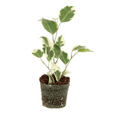Clumsy Rebel Kid (Ficus benjamina Twilight stekje ) - Nachhaltige Zimmerpflanzen kaufen Botanicly Foto 1