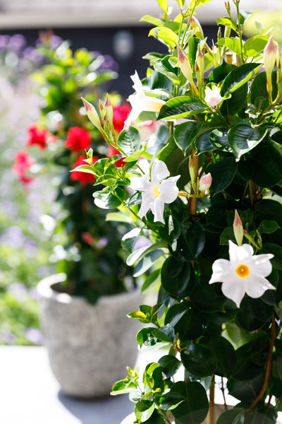 Dipladenia Weiß (Mandevilla Sundaville White) - Nachhaltige Zimmerpflanzen kaufen Botanicly Foto 3
