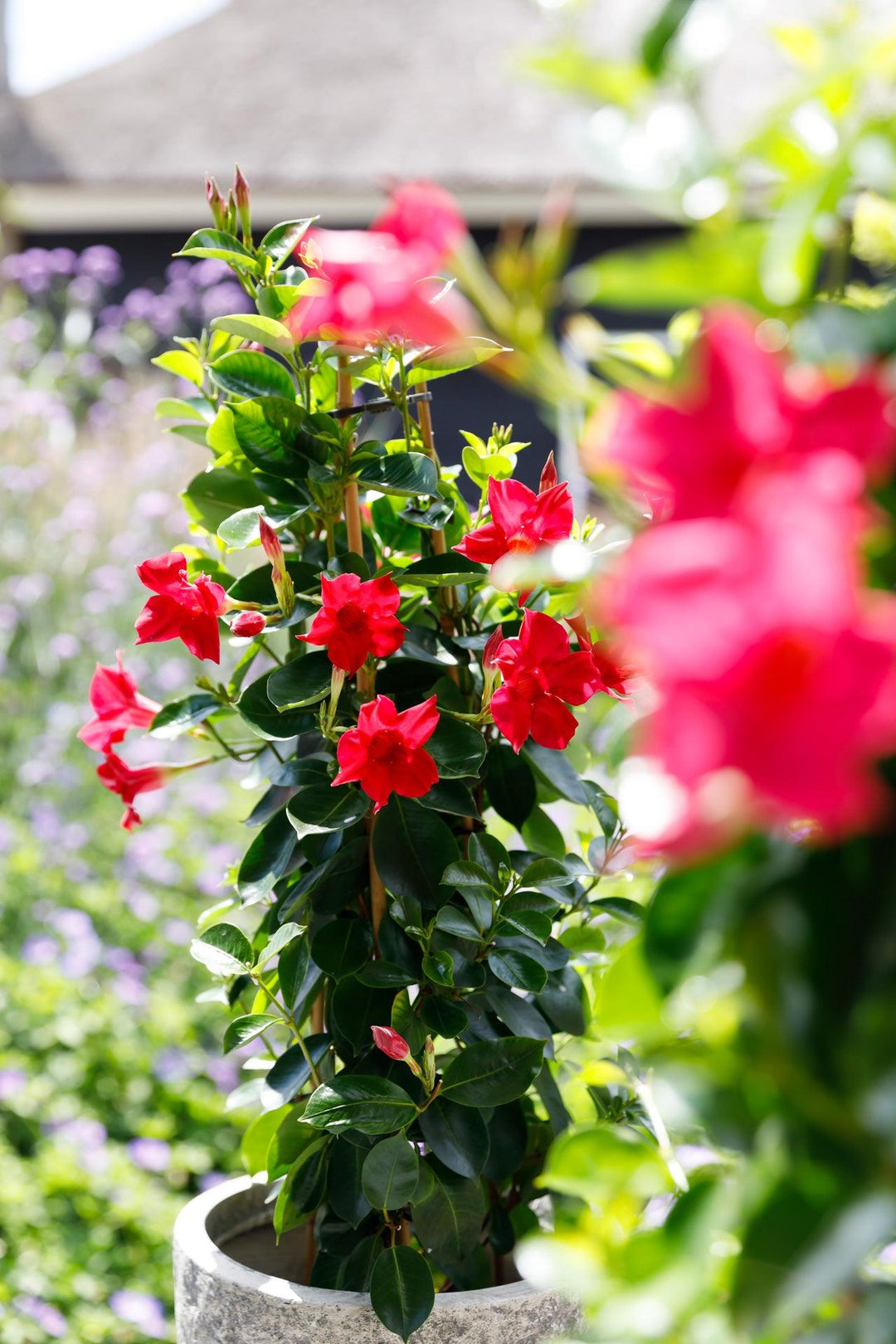 Dipladenia Red (Mandevilla Sundaville Red) - Nachhaltige Zimmerpflanzen kaufen Botanicly Foto 3