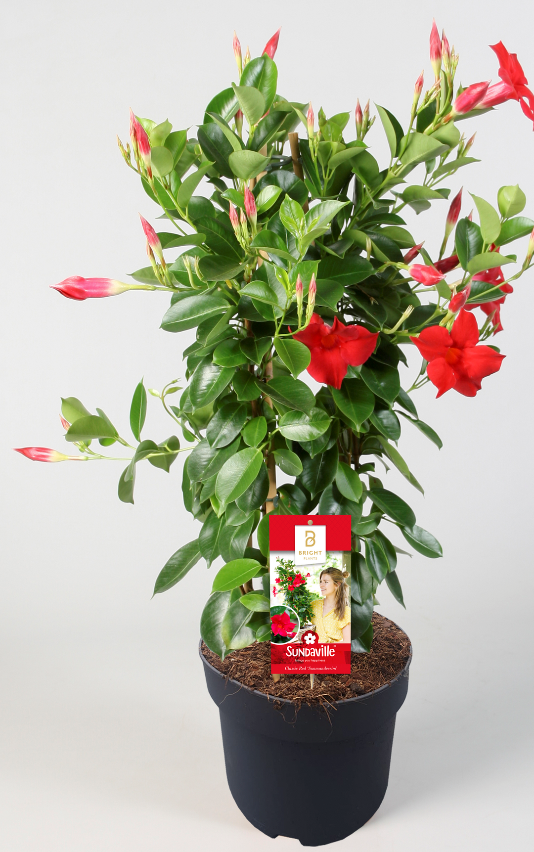 Dipladenia Red (Mandevilla Sundaville Red) - Nachhaltige Zimmerpflanzen kaufen Botanicly Foto 1
