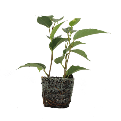 Dominant Rebel Kid (Ficus Golden King stekje  ) - Nachhaltige Zimmerpflanzen kaufen Botanicly Foto 1