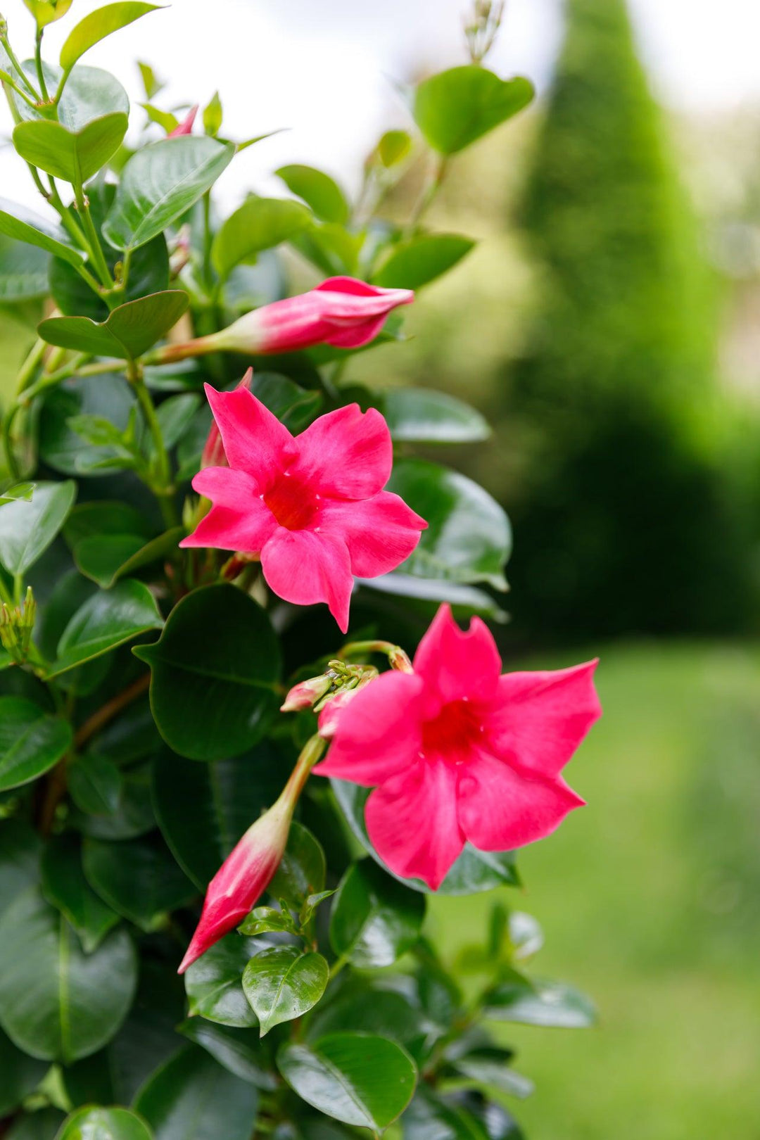 Dipladenia Pink (Mandevilla Sundaville Pink) - Nachhaltige Zimmerpflanzen kaufen Botanicly Foto 2