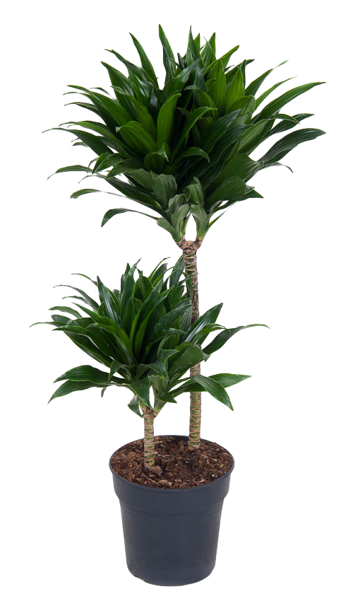 Drachenbaum (Dracaena Fragrans Compacta) - Nachhaltige Zimmerpflanzen kaufen Botanicly Foto 1