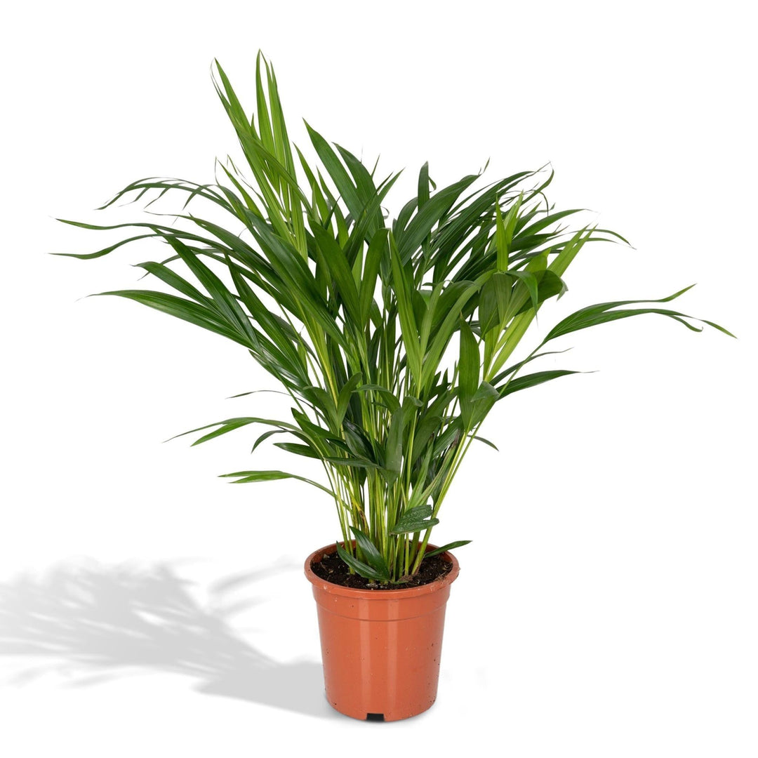 Dypsis Lutescens - Areca-Palme - 60cm - Ø17-Plant-Botanicly