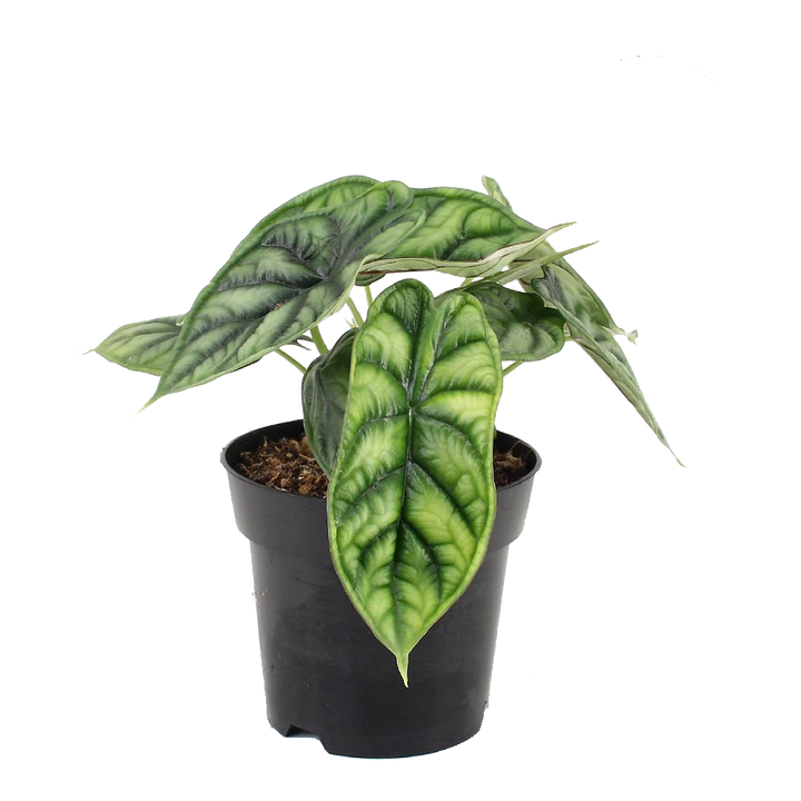Elefantenohr Dunkel Grün (Alocasia Dragon Scale) - Nachhaltige Zimmerpflanzen kaufen Botanicly Foto 1