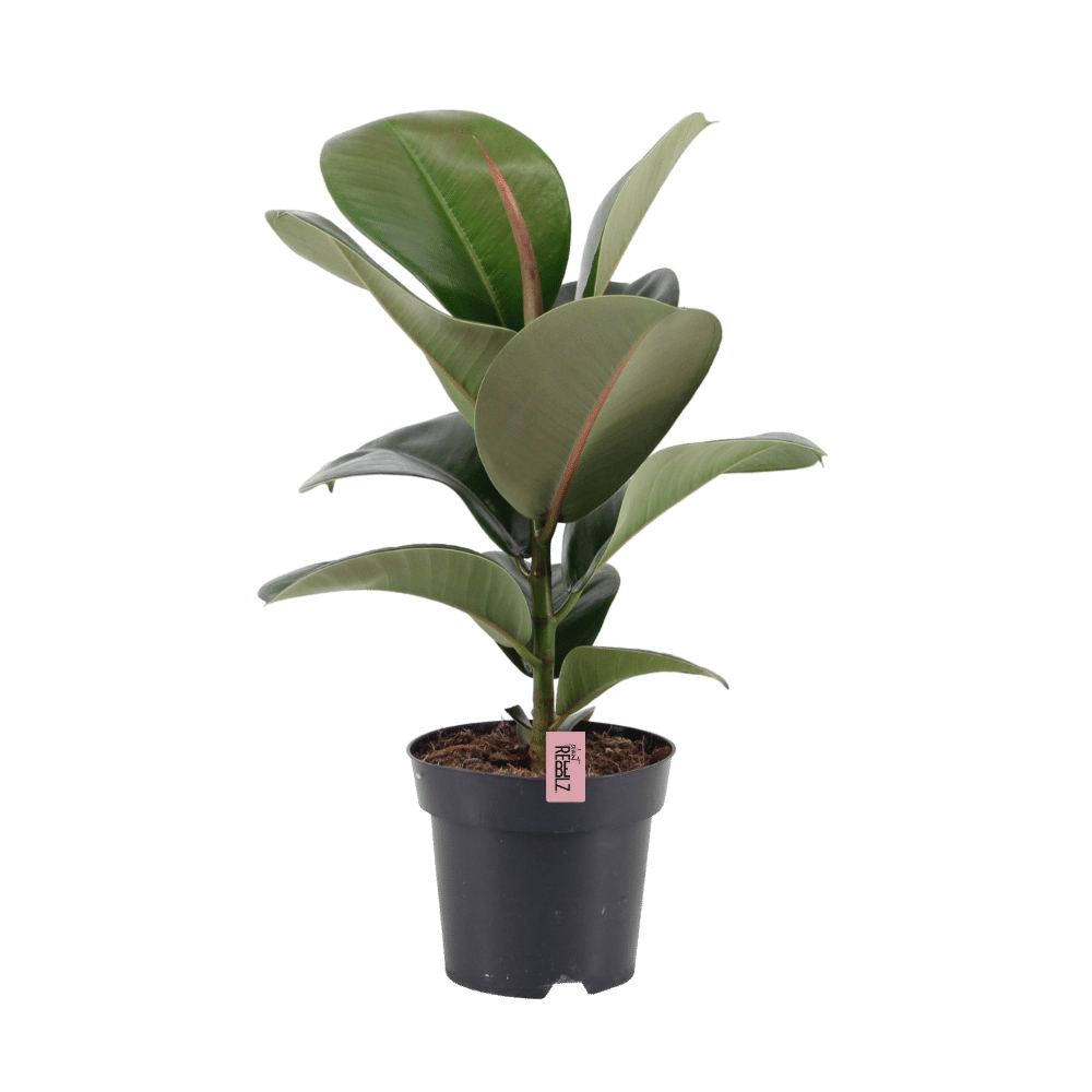 Elegant Rebel (Ficus elastica Cloe) - Nachhaltige Zimmerpflanzen kaufen Botanicly Foto 1