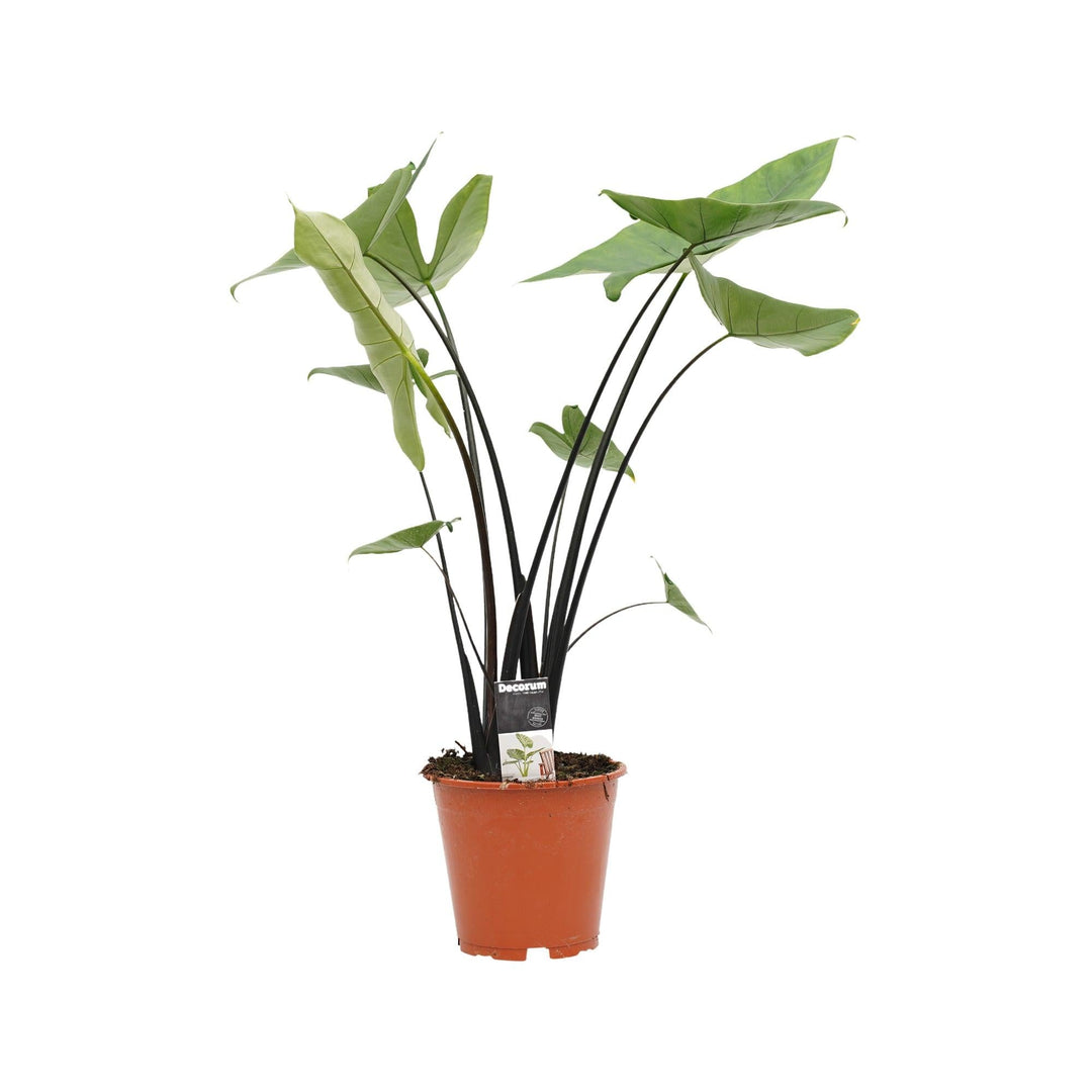 Elefantenohr (Alocasia Zebrina) - Nachhaltige Zimmerpflanzen kaufen Botanicly Foto 5