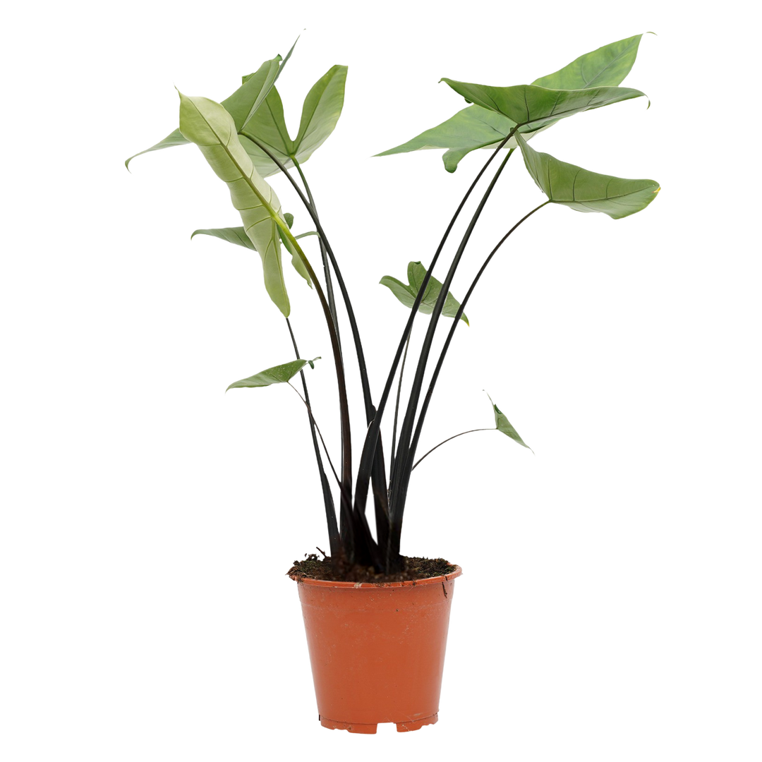 Elefantenohr (Alocasia Zebrina) - Nachhaltige Zimmerpflanzen kaufen Botanicly Foto 1