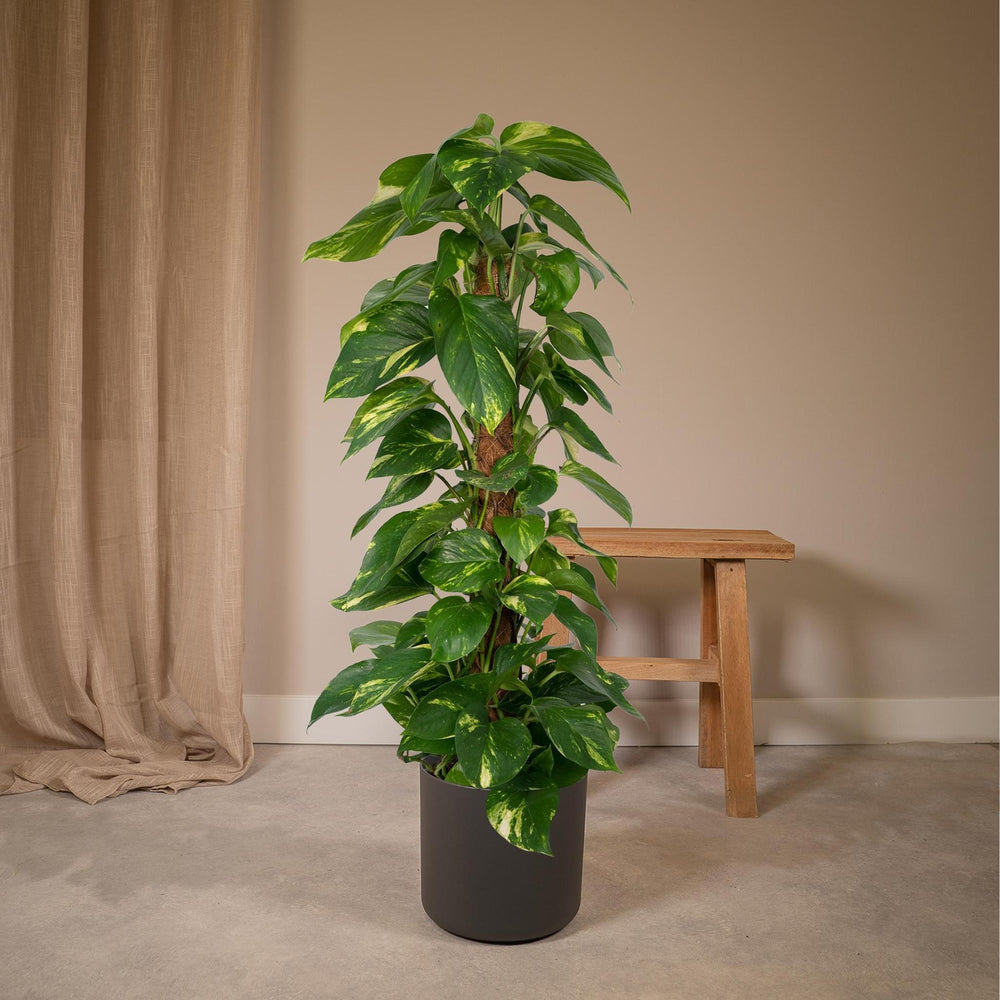 Epipremnum Aureum - Scindapsus - 80cm - Ø19-Plant-Botanicly