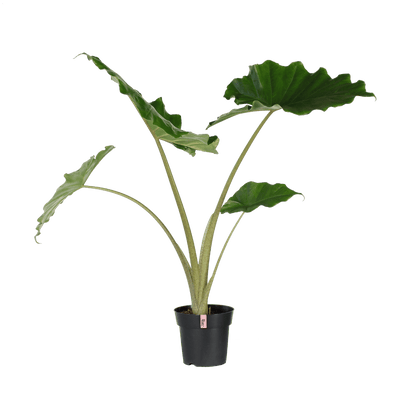 Extreme Gentle (Alocasia Portodora) - Nachhaltige Zimmerpflanzen kaufen Botanicly Foto 1