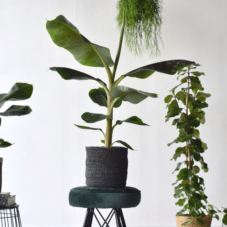 Extreme Loud (Musa Dwarf Cavendish Bananenplant) - Nachhaltige Zimmerpflanzen kaufen Botanicly Foto 2