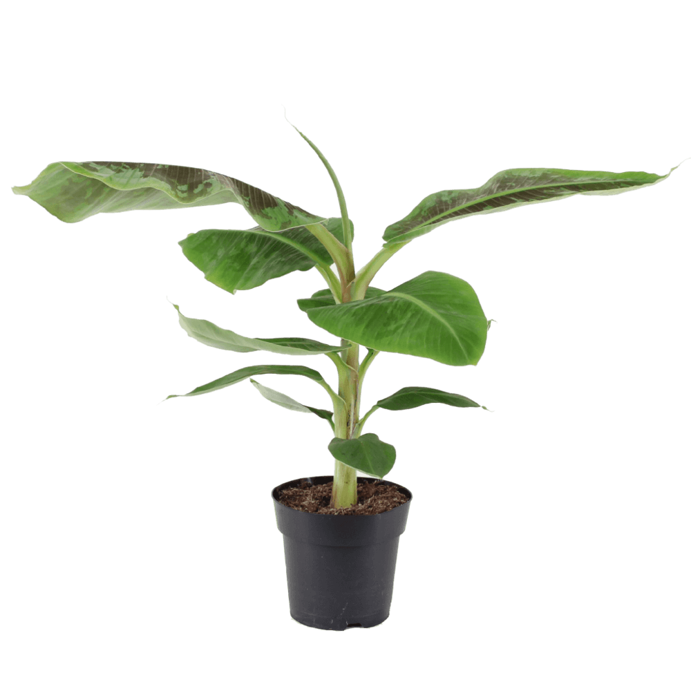 Extreme Loud (Musa Dwarf Cavendish Bananenplant) - Nachhaltige Zimmerpflanzen kaufen Botanicly Foto 1